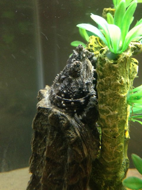 image.jpeg image.jpeg