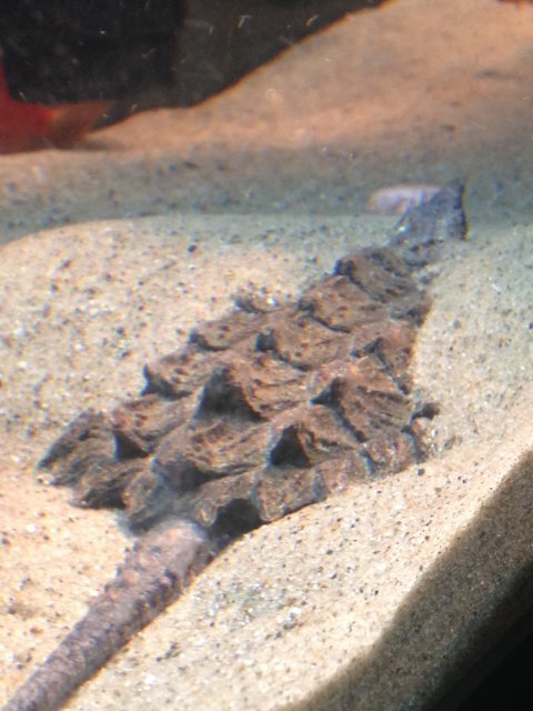 image.jpeg image.jpeg