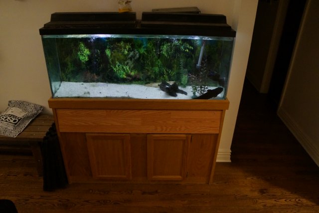 tank1.JPG tank1.JPG