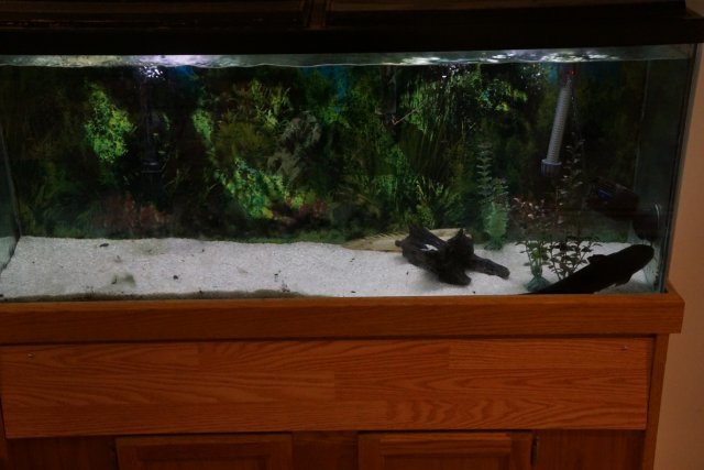 tank2.JPG tank2.JPG