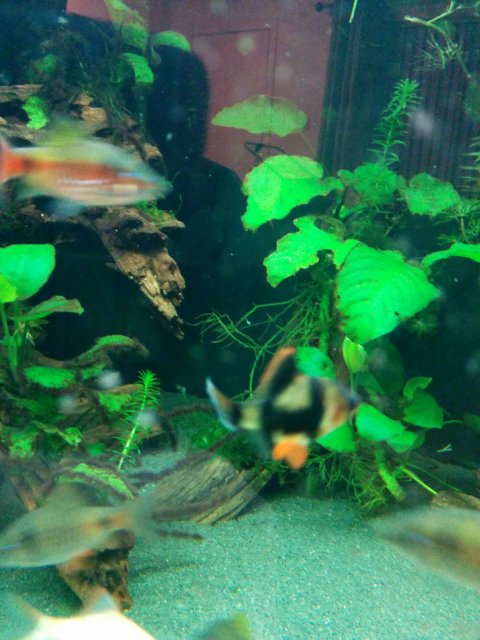 tiger barb tail.jpg