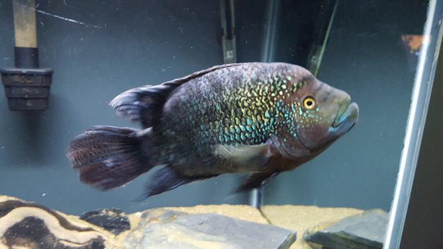 20160211_230611.jpg