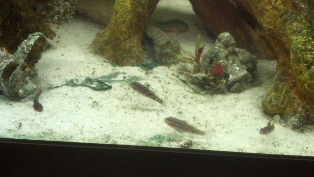 crested goby2.jpg