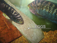 IMG_0365small.jpg IMG_0365small.jpg