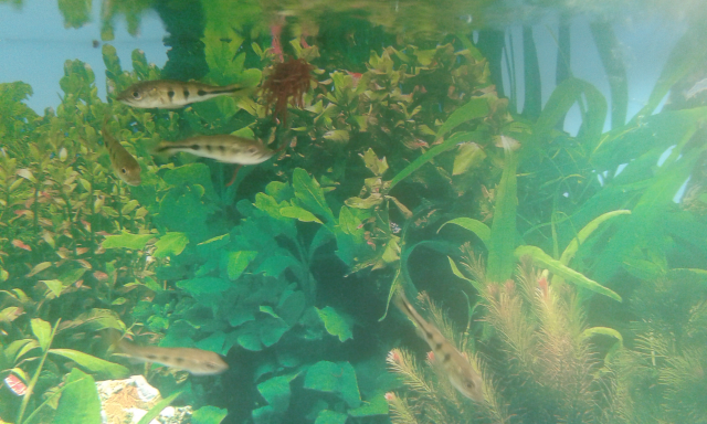 cichla1.png