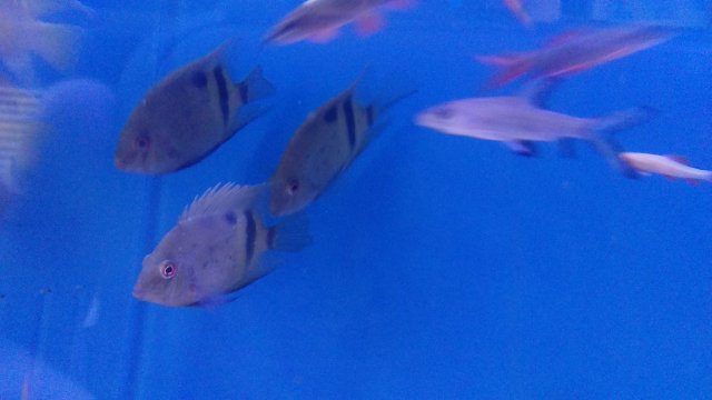 IMAG0696.jpg IMAG0696.jpg