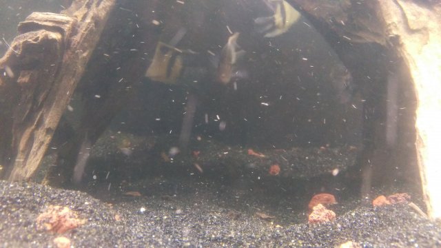 IMAG0701.jpg IMAG0701.jpg