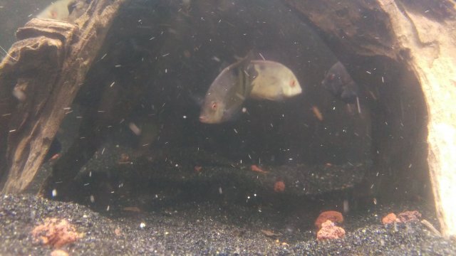 IMAG0702.jpg IMAG0702.jpg