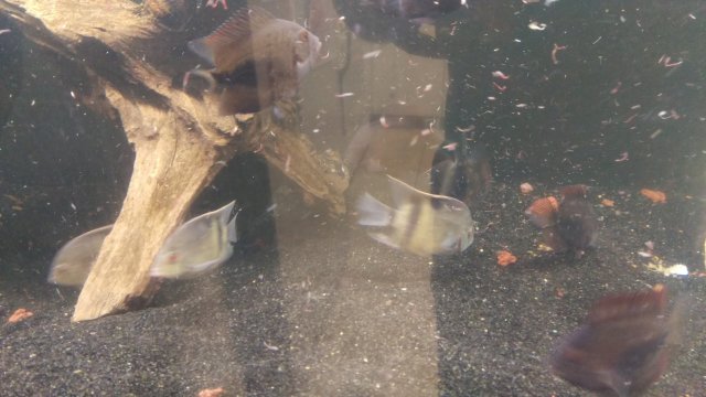 IMAG0704.jpg IMAG0704.jpg