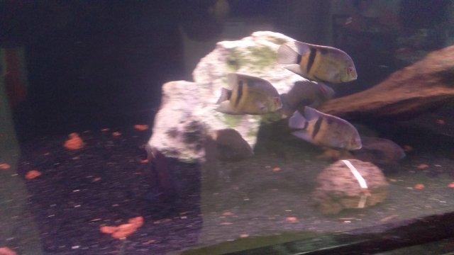 IMAG0707.jpg IMAG0707.jpg