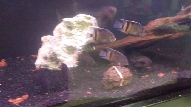 IMAG0708.jpg IMAG0708.jpg