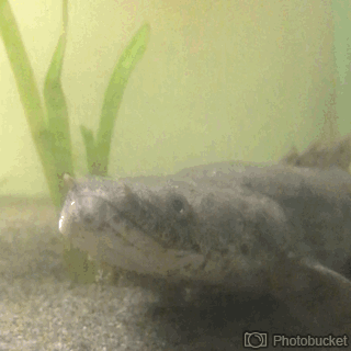 image.gif