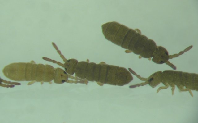 Isotoma1.jpg