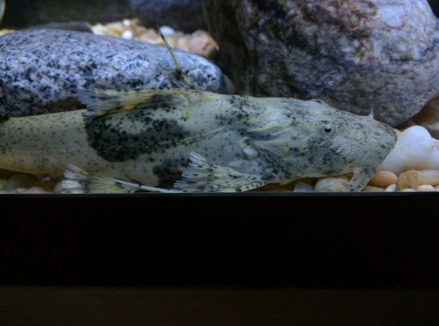 IMG_20160223_162406.jpg IMG_20160223_162406.jpg