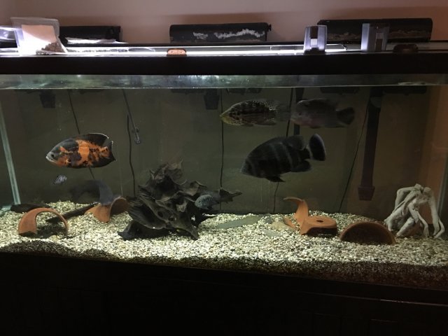 IMG_0273.JPG IMG_0273.JPG
