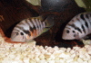 Convict-Pair-.gif