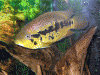 Loisellie-Cichlid-Female.gif