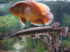 Oscar-&-Gar.gif