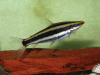 Striped-Anostomus.gif