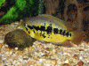 Parachromis-loisellei-7.gif