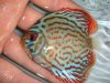 DSC00137.JPG