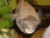 fish tank 033.JPG