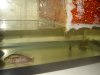 finished sump 005.jpg