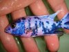 DSC00156.JPG