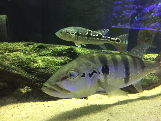 IMG_7609.JPG IMG_7609.JPG