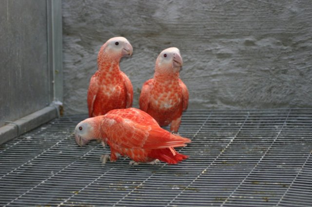 Red-African-Greys-David-Dennison-950x633.jpg