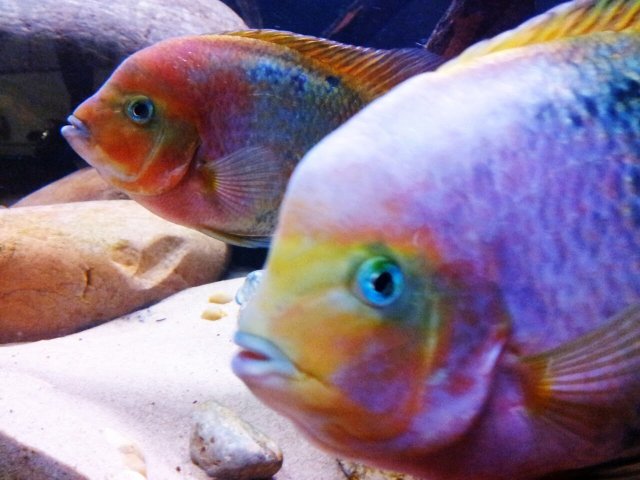 Melanura pair closd z.jpg
