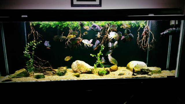 1375794_10153965050512451_8936062598152103476_n.jpg 1375794_10153965050512451_8936062598152103476_n.jpg