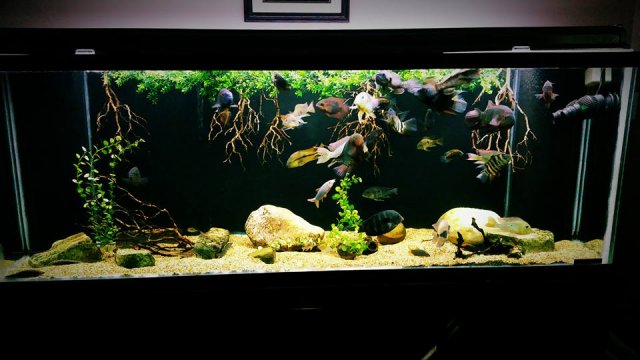 12790998_10153965050442451_1066623737448216046_n.jpg 12790998_10153965050442451_1066623737448216046_n.jpg