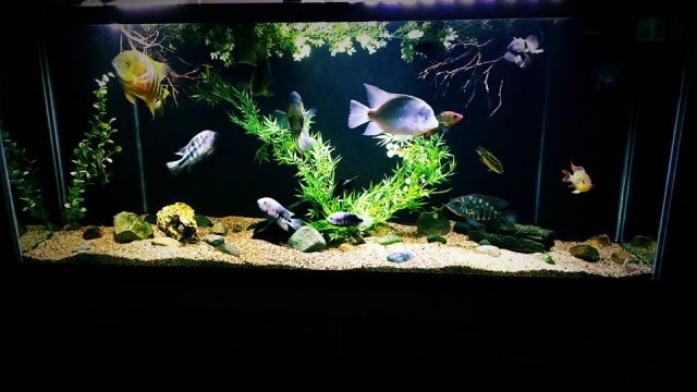 12800109_10153965050372451_4370483943400602735_n.jpg 12800109_10153965050372451_4370483943400602735_n.jpg