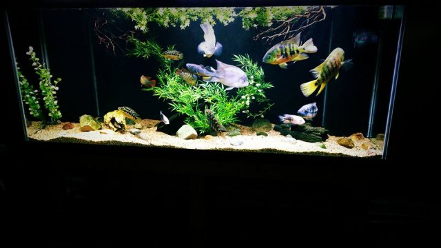 12801444_10153965050292451_5022604635441579772_n.jpg 12801444_10153965050292451_5022604635441579772_n.jpg