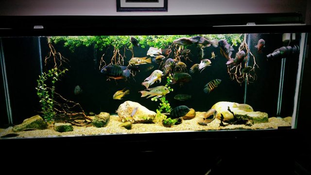 12802719_10153965050467451_6625130499184637748_n.jpg 12802719_10153965050467451_6625130499184637748_n.jpg