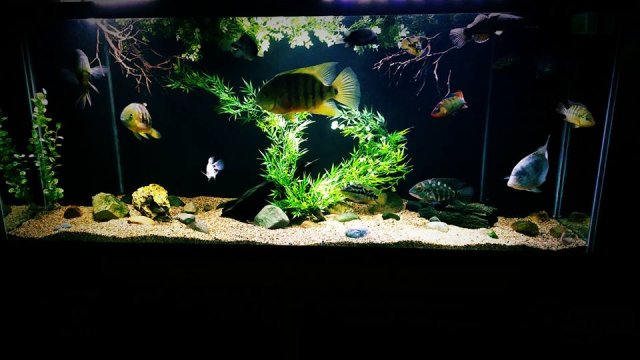 12802945_10153965050417451_3015215434386803138_n.jpg 12802945_10153965050417451_3015215434386803138_n.jpg