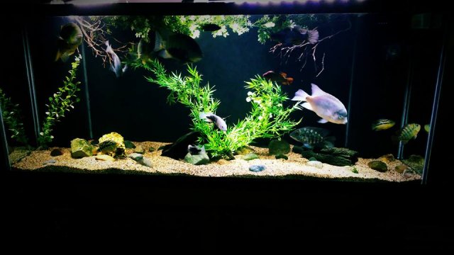 12804848_10153965050352451_7145258644637549361_n.jpg 12804848_10153965050352451_7145258644637549361_n.jpg