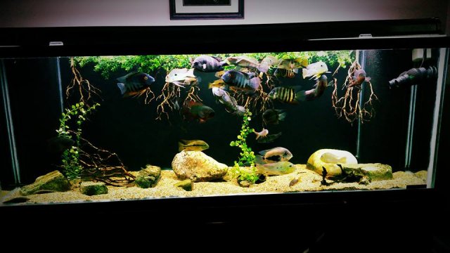 12806130_10153965050492451_1891980717000977485_n.jpg 12806130_10153965050492451_1891980717000977485_n.jpg