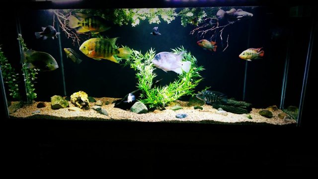 12814046_10153965050392451_5498745815287626904_n.jpg 12814046_10153965050392451_5498745815287626904_n.jpg