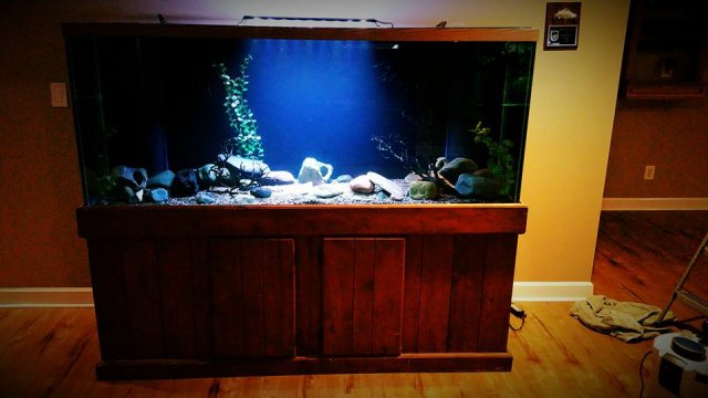 12814070_10153970578427451_4274084492861331662_n.jpg 12814070_10153970578427451_4274084492861331662_n.jpg