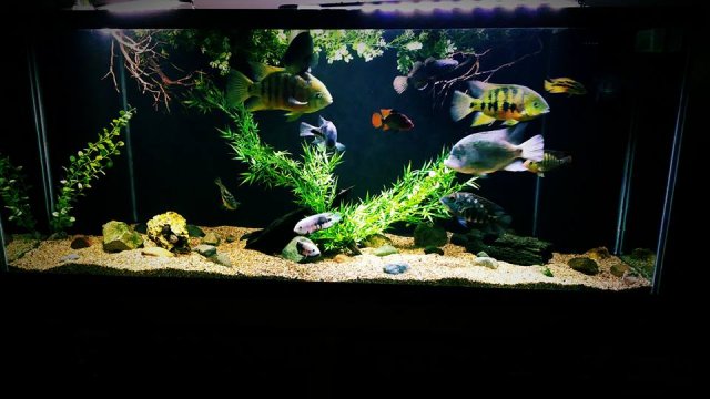 12814454_10153965050307451_6578295907030277991_n.jpg 12814454_10153965050307451_6578295907030277991_n.jpg