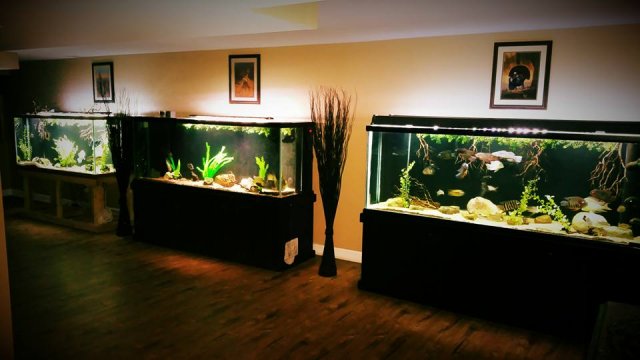 12801151_10153980030647451_6008194678340685884_n.jpg 12801151_10153980030647451_6008194678340685884_n.jpg