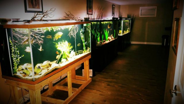 12801702_10153980030537451_5279209009309747061_n.jpg 12801702_10153980030537451_5279209009309747061_n.jpg