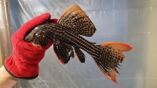 xingu regular.jpg xingu regular.jpg