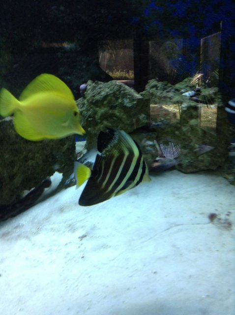 Tangs Are Tasty Treats.jpg