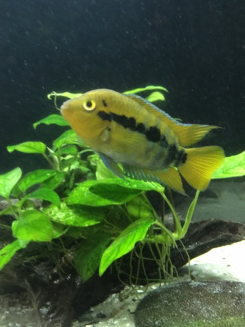 Need a good algae eater Try a rainbow cichlid