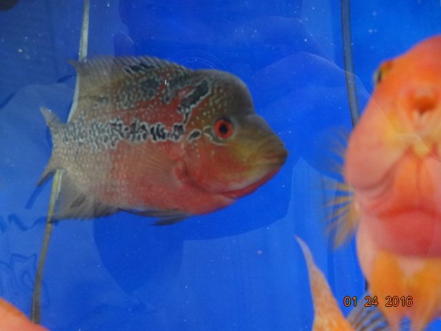 DSC00087.JPG