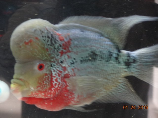DSC00095.JPG