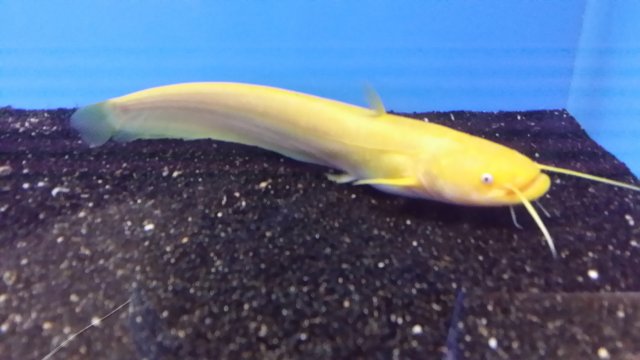 Cats # 17 Yangtze catfish 2.jpg